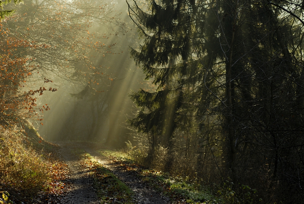 picture of a forest